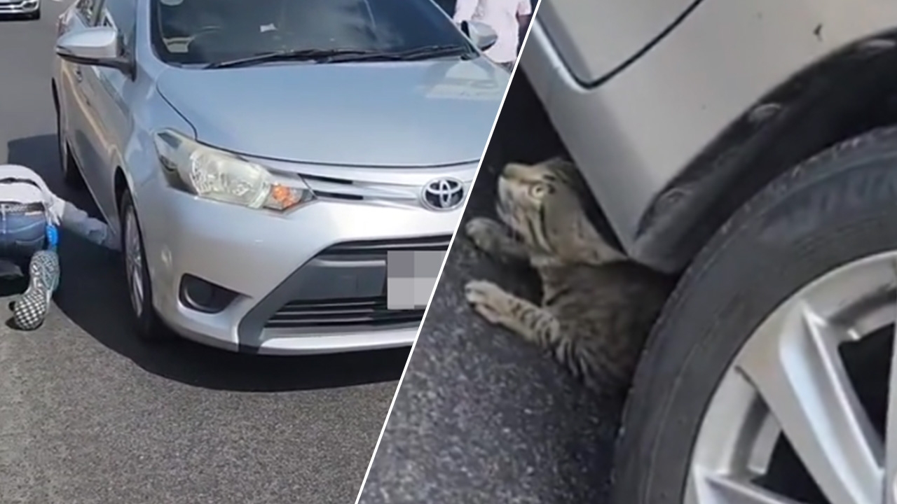 สาวใจฟู ช่วยพลเมืองดีจับน้องแมว วิ่งเตลิดบนทางด่วน (คลิป)