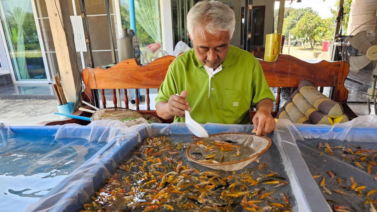 รู้จักอาชีพพาตาลาย คัดลูกปลาคาร์ปขายส่งวันละ 3 หมื่นตัว ปลาทั้งฟาร์มผ่านตาหมด