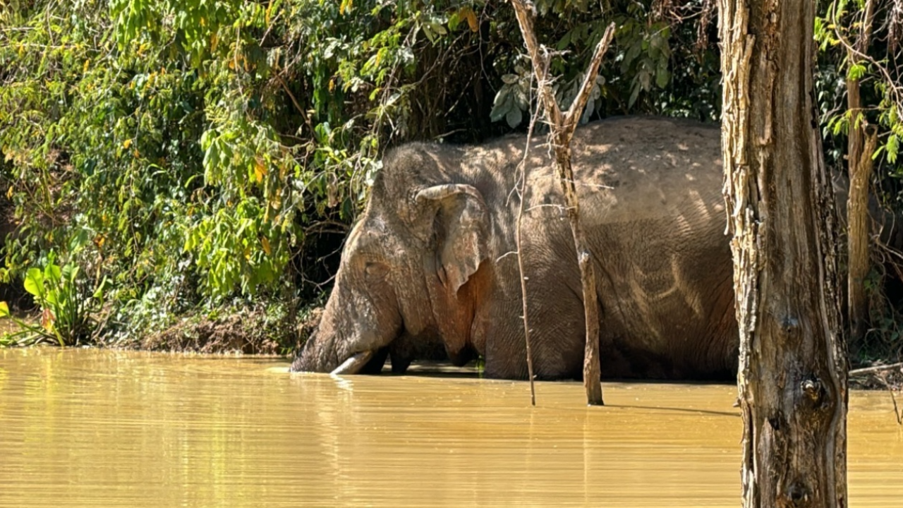 ลูกพี่มาคุม ช้างเขาใหญ่ยืนดู จนท.ตรวจป่าถูกนำไปออก ส.ป.ก.