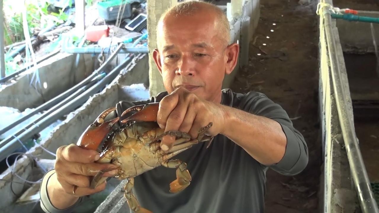 หนุ่มใหญ่สตูล ใช้วิถีชาวบ้านเลี้ยงปูดำขุนรายได้สุดปัง ไม่ต่ำกว่า 5 หมื่น/เดือน