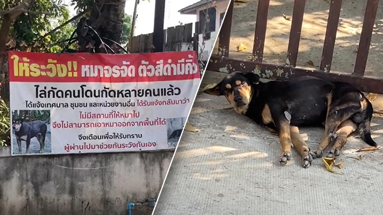 นึกว่าจะแน่ หนุ่มแฉภาพ "หมาจร" ตัวดัง บอกเทสที่สร้าง ไม่ตรงกับร่างที่เป็น
