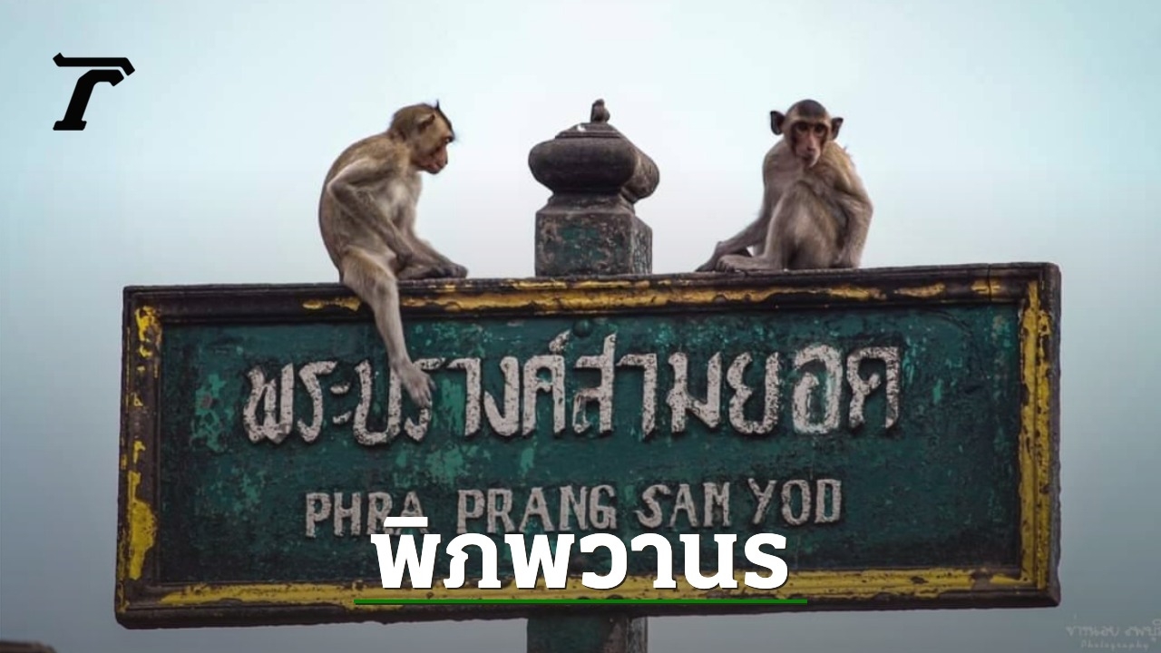 Monkeys in Lopburi: Incredible Display of Compassion and Care After Accidental Collision