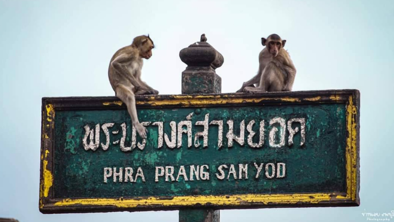 ตะลึง ลิงลพบุรี หามเพื่อนถูกรถชนขึ้นฟุตปาท มีสุสานลับใช้เก็บศพ