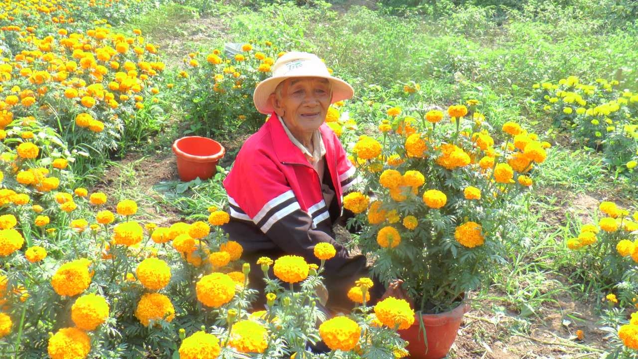 ตายายที่นครพนม ปลูกดาวเรืองในกระถาง ส่งขายช่างตรุษจีน ทำเงินสูงถึงวันละหมื่น 