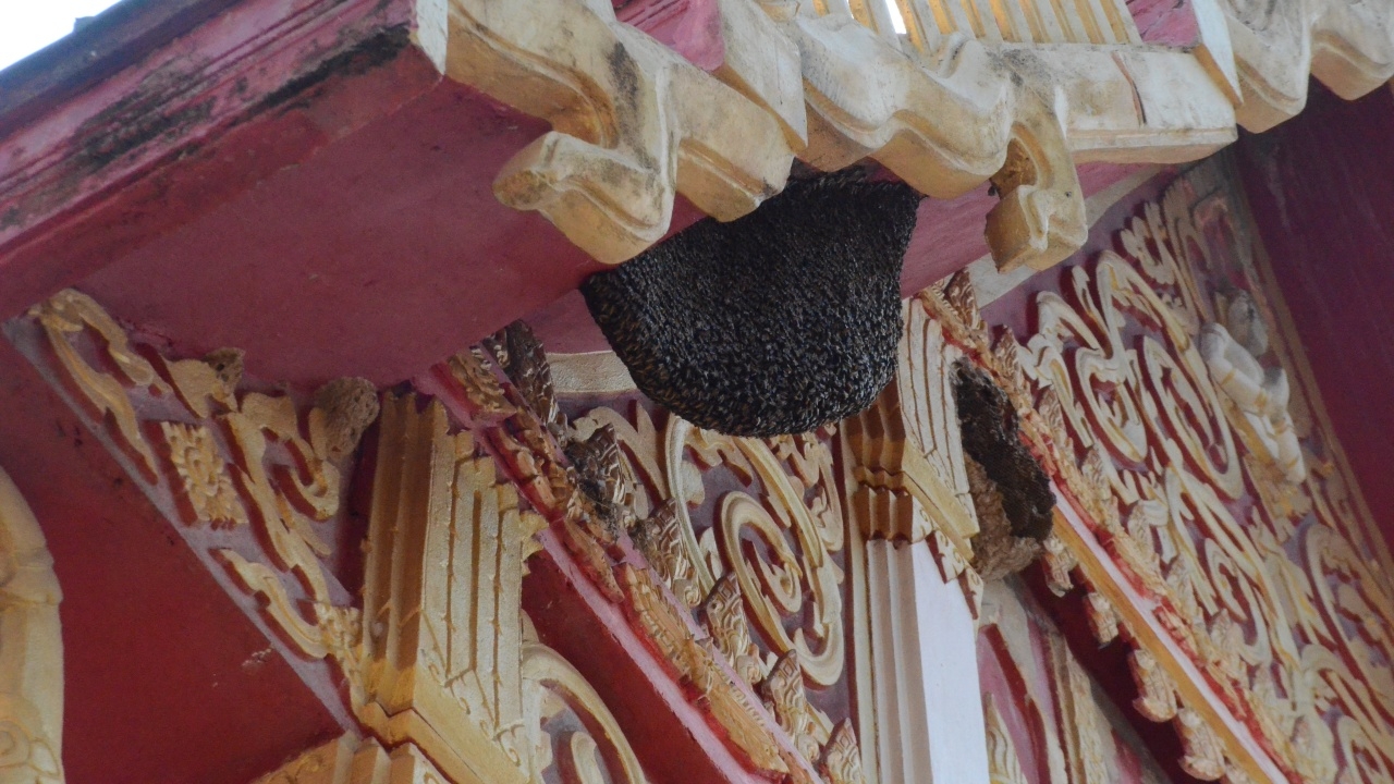 ขบวนแห่นาคกระเจิง ฝูงผึ้งแตกรัง ไล่ต่อยบาดเจ็บ