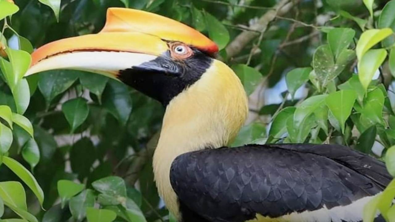 13 ก.พ. "วันรักนกเงือก" เป็นสัญลักษณ์แห่งรักแท้ และความอุดมสมบูรณ์ของผืนป่า