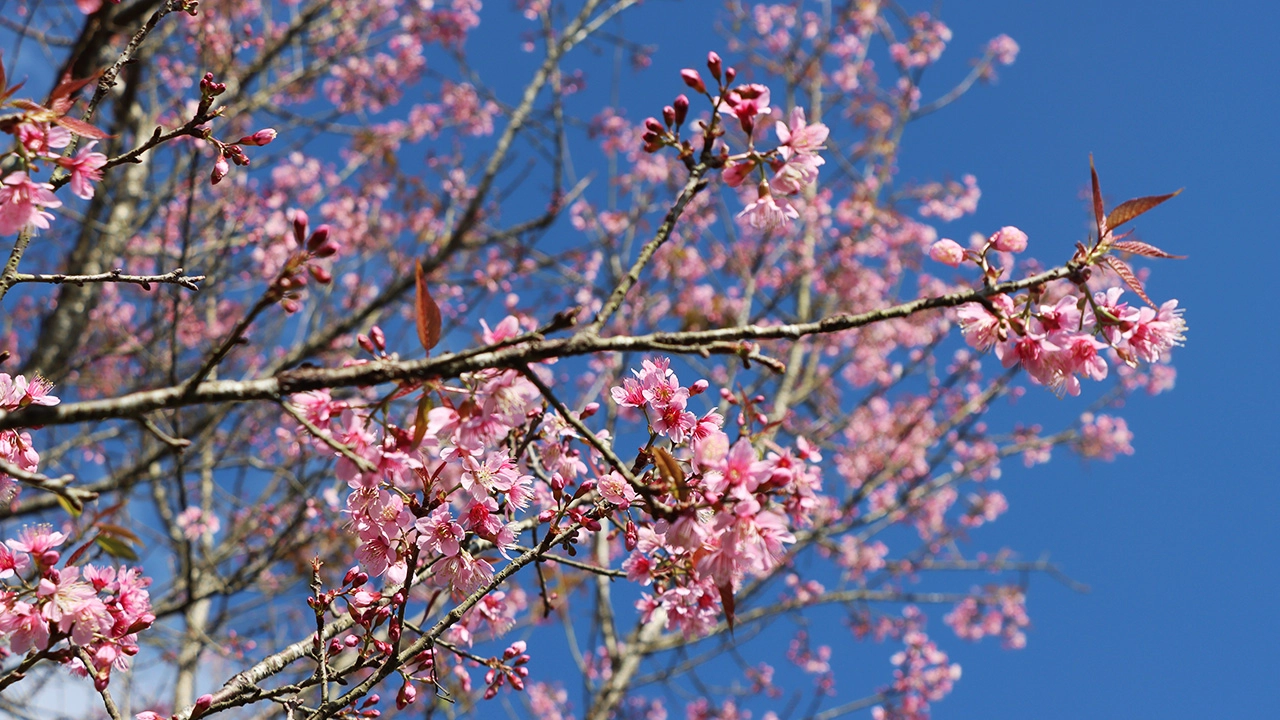 อุทยานฯ ภูหินร่องกล้า ประกาศปิดการท่องเที่ยวภูลมโล ดอกนางพญาเสือโคร่งร่วงแล้ว