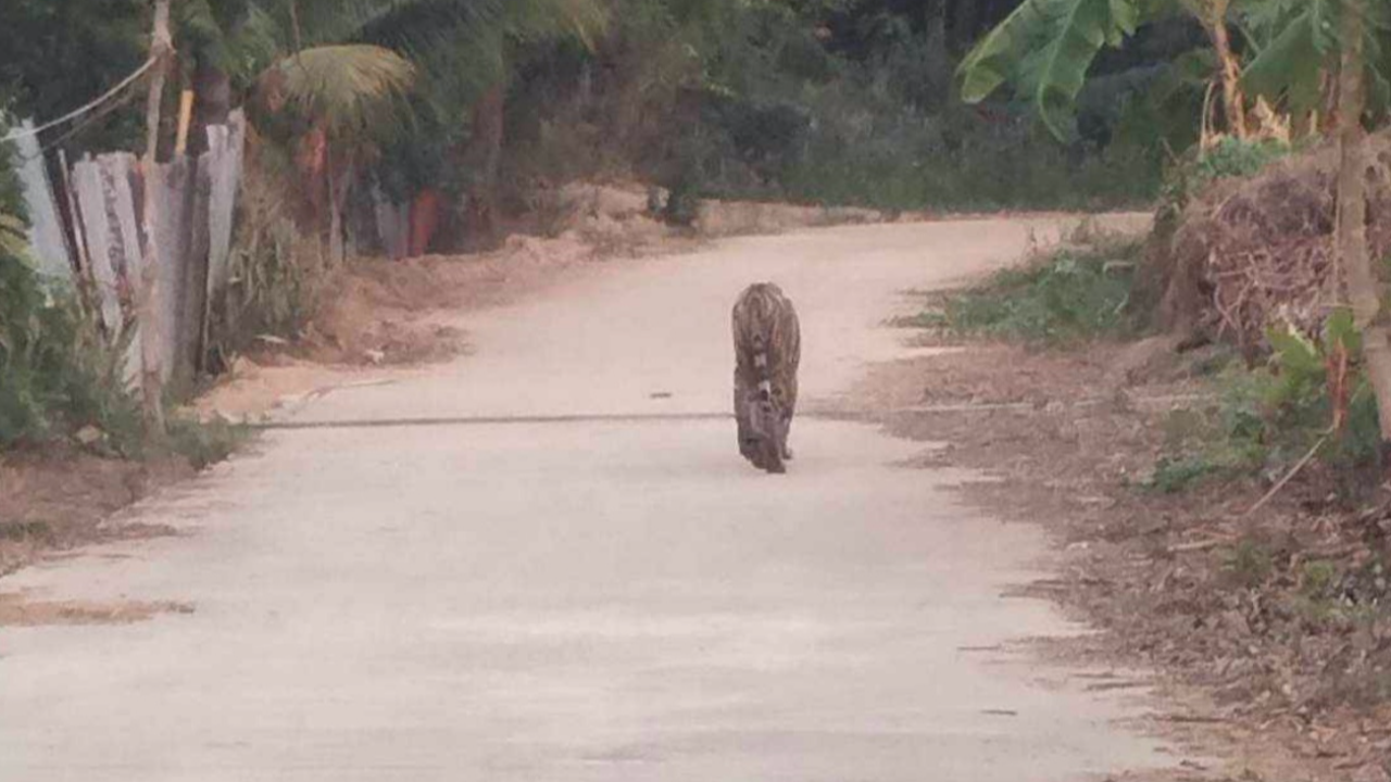 ผวา พบเสือโคร่งผอมโซเดินกลางถนนในหมู่บ้าน คาบลูกหมูไปกิน 1 ตัว 