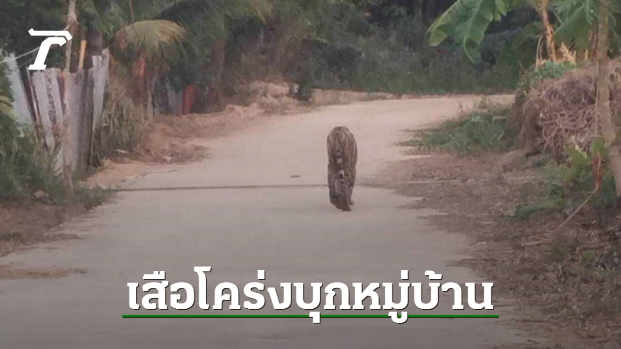 Skinny, Blind Tiger Roaming Karen Village Sparks Fear and Concern in Kamphaeng Phet Province