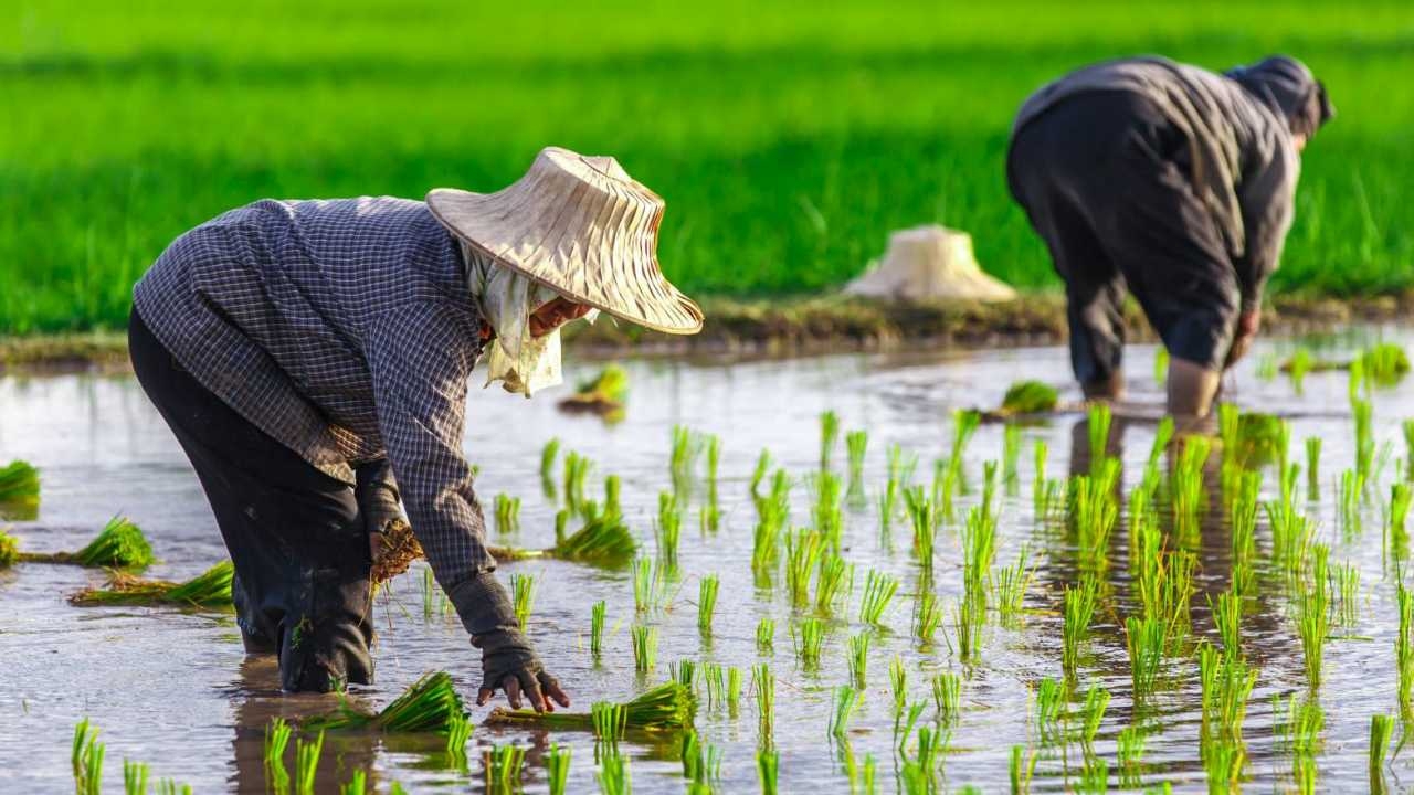 เกษตรฯ ชงเสนองบปี 68 รวม 4.37 แสนล้าน มุ่งเพิ่มรายได้เกษตรกร 3 เท่า ภายใน 4 ปี