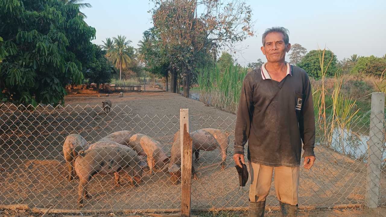 ลุงโคราชเลี้ยงหมูฟรีสไตล์ ปล่อยใช้ชีวิตแฮปปี้ โตไว เนื้อดี ต้นทุนลดลงถึง 40%
