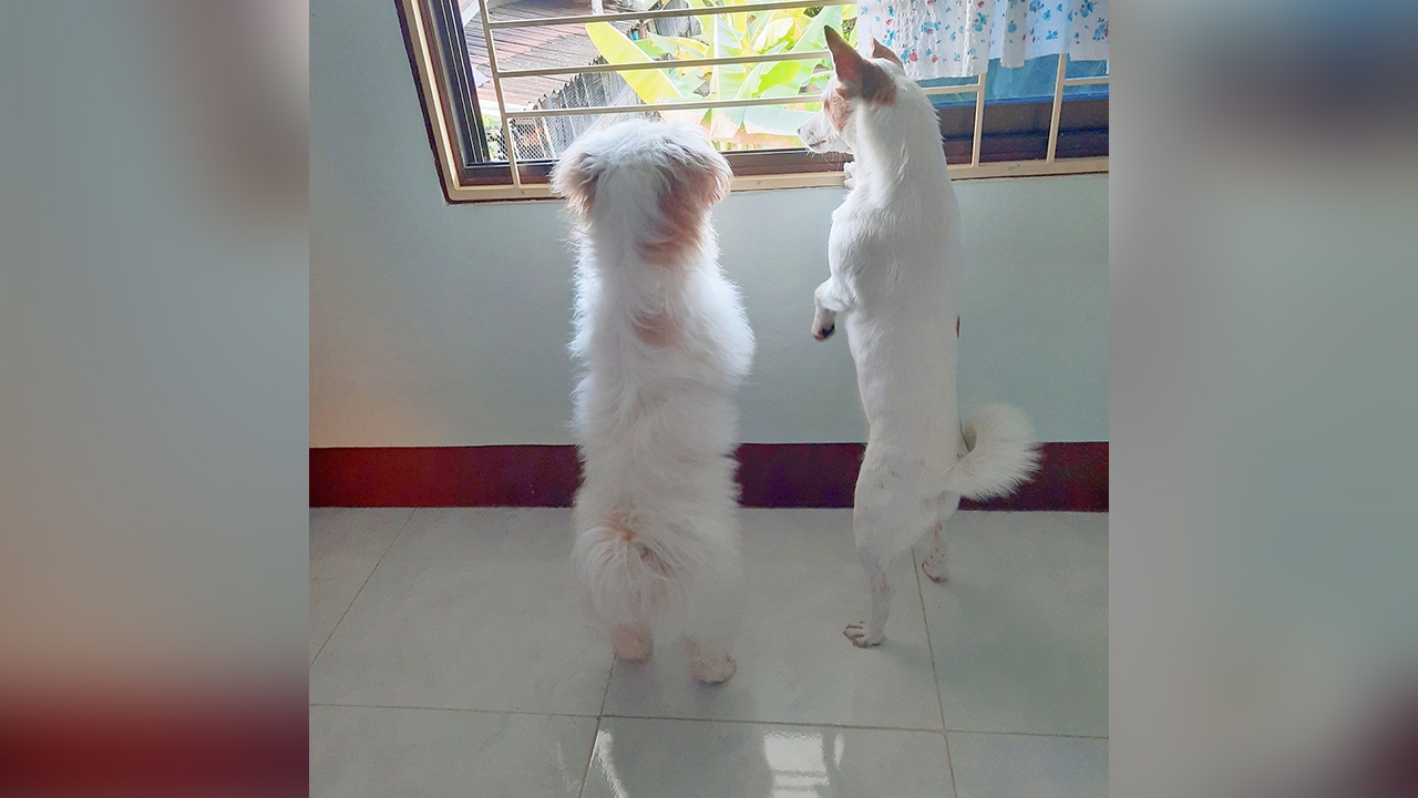 แม่หัวจะปวด เมื่อลูก 4 ขา ชอบรับบท "ป้าข้างบ้าน" หวั่นตะหลิวจะปลิวมาสักวัน