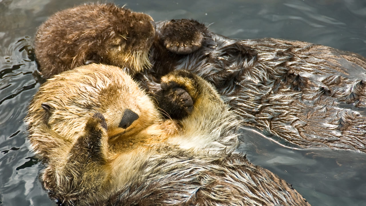 "นากทะเล" สัตว์ที่มีบทบาทในฐานะเบื้องหลังนักทำงานอนุรักษ์