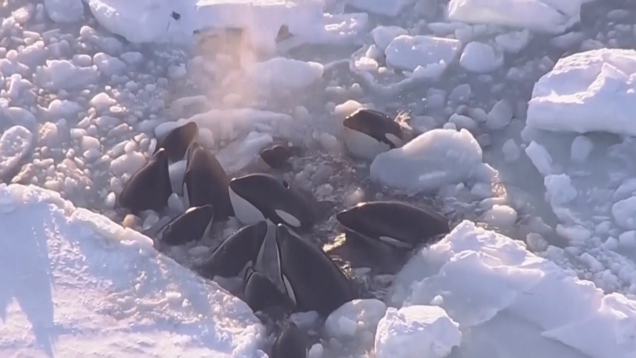 โล่งอก ฝูงวาฬเพชฌฆาตติดธารน้ำแข็งนอกชายฝั่งญี่ปุ่น หนีออกไปได้แล้ว