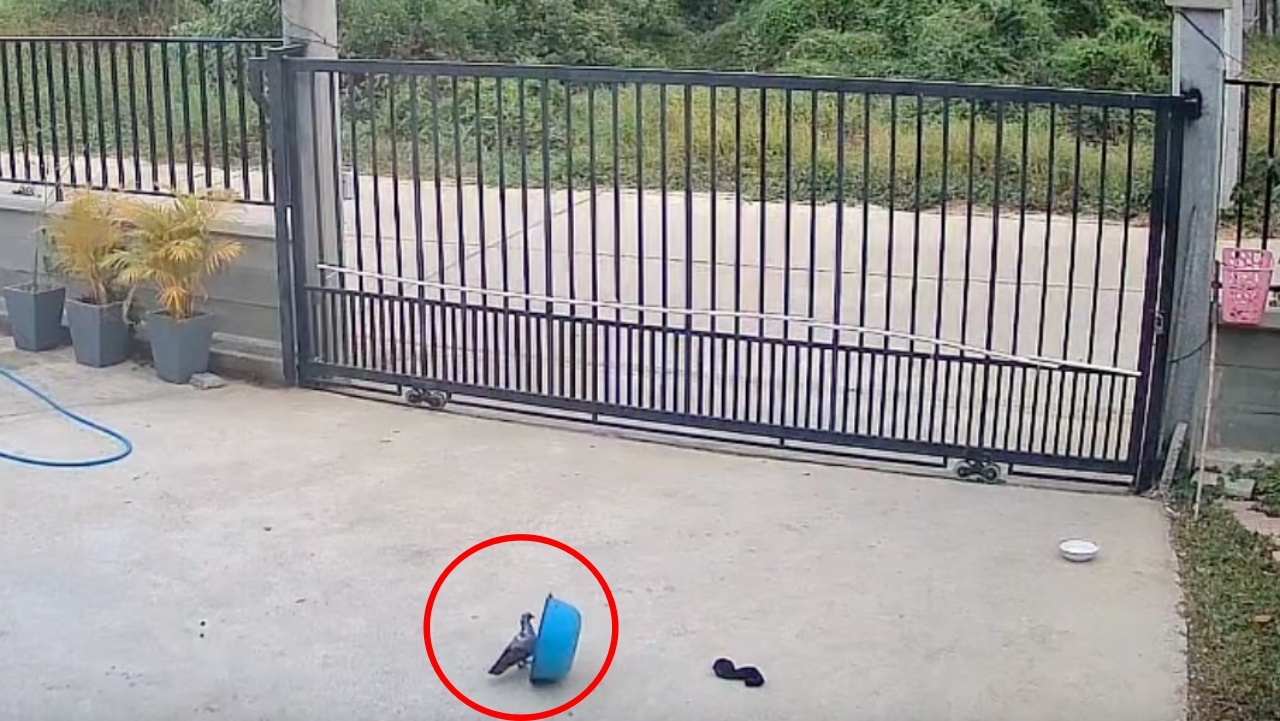 ซนจนได้เรื่อง นกพิราบเล่นกะละมัง สุดท้ายครอบตัวเอง ติดอยู่นาน 3 ชม.