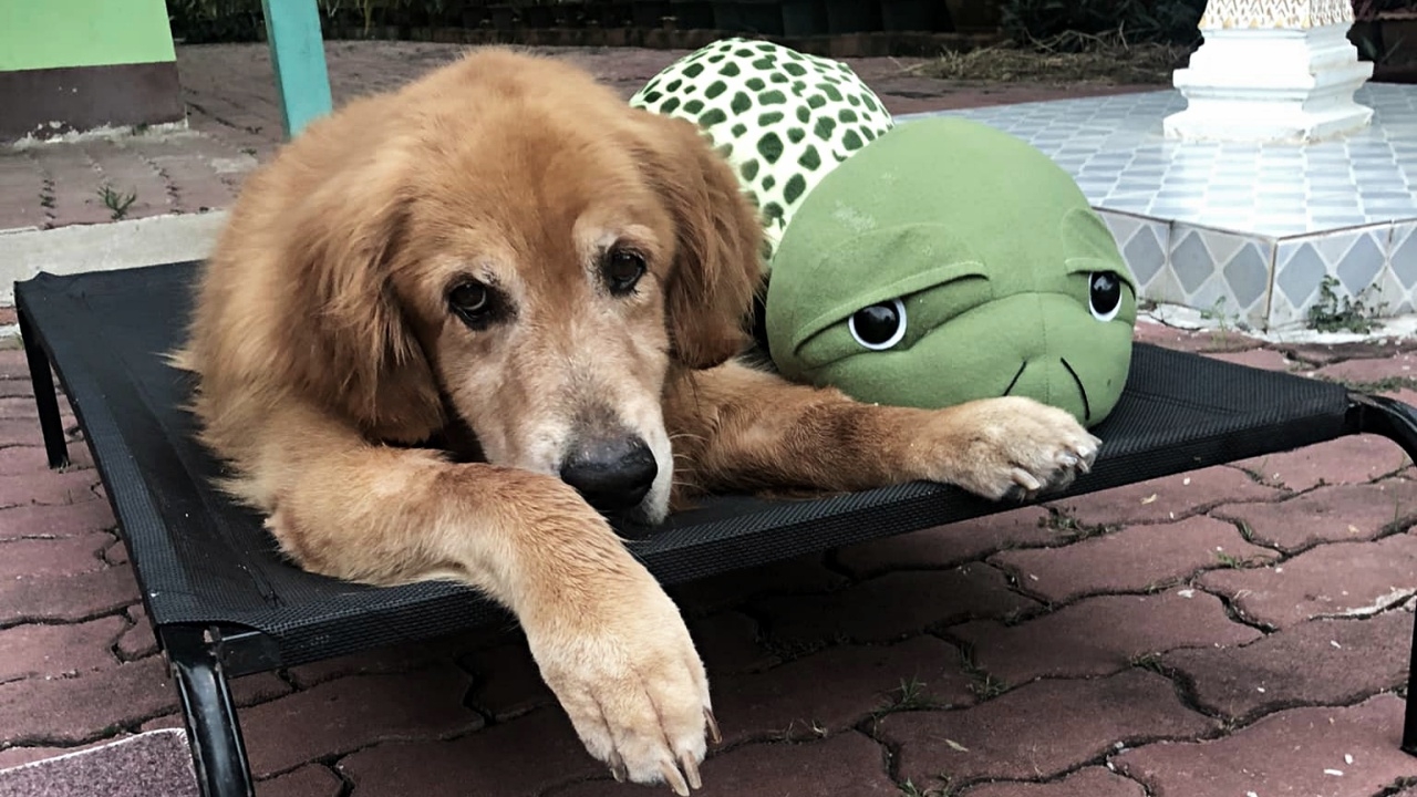 แฟนคลับเศร้า "เจ้าลีโอ" ไอ้หนูของยาย ตายแล้วอย่างสงบ หลังป่วยมะเร็ง (คลิป)