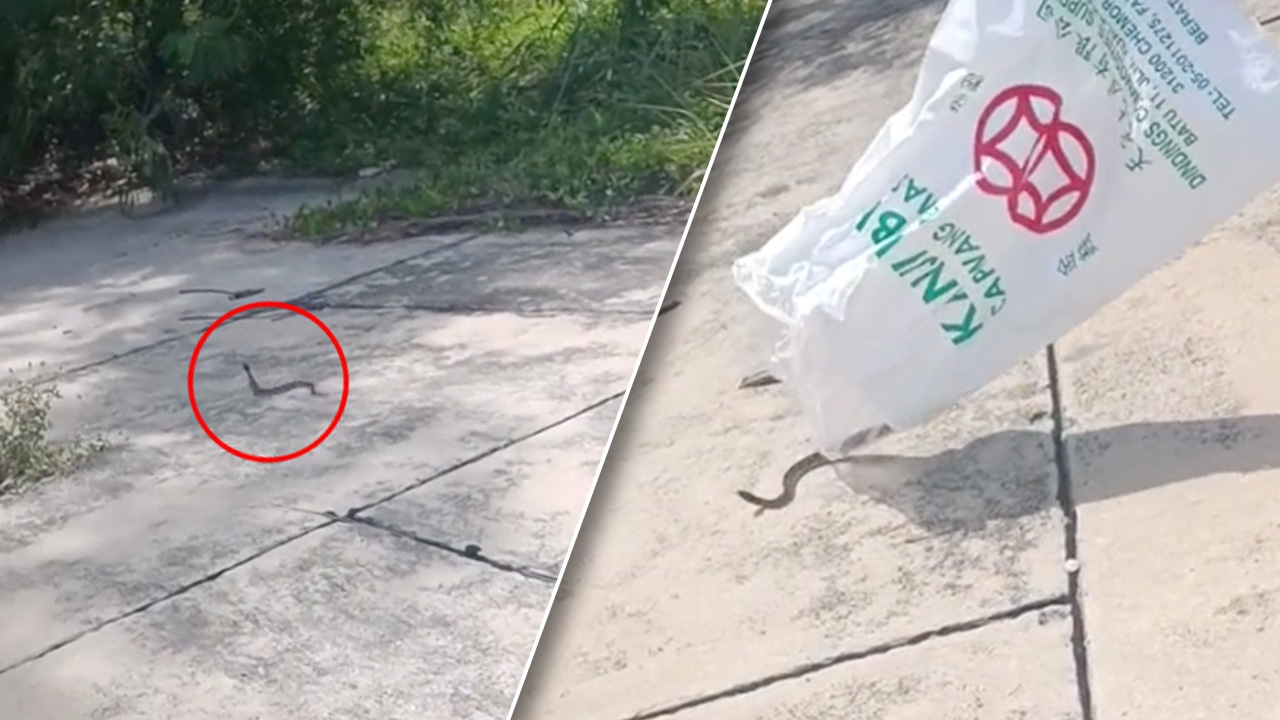 เจ้าหน้าที่ปล่อยงูคืนธรรมชาติ งานนี้ชาวเน็ตแซว ไม่มีโอกาสให้น้องหันมาร่ำลา