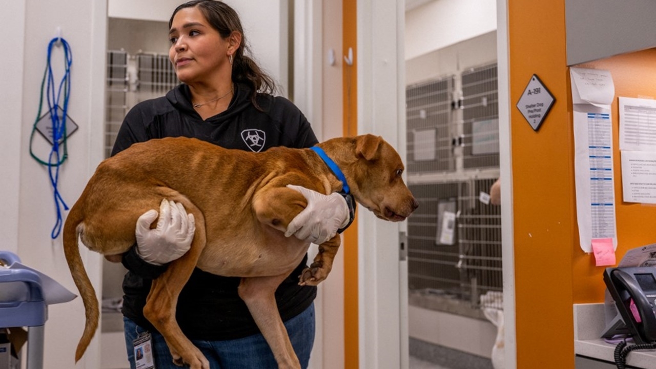 จนท.สหรัฐฯ เร่งสืบ โรคปริศนาคร่าชีวิตน้องหมาแล้วหลายสิบศพในรัฐมิชิแกน