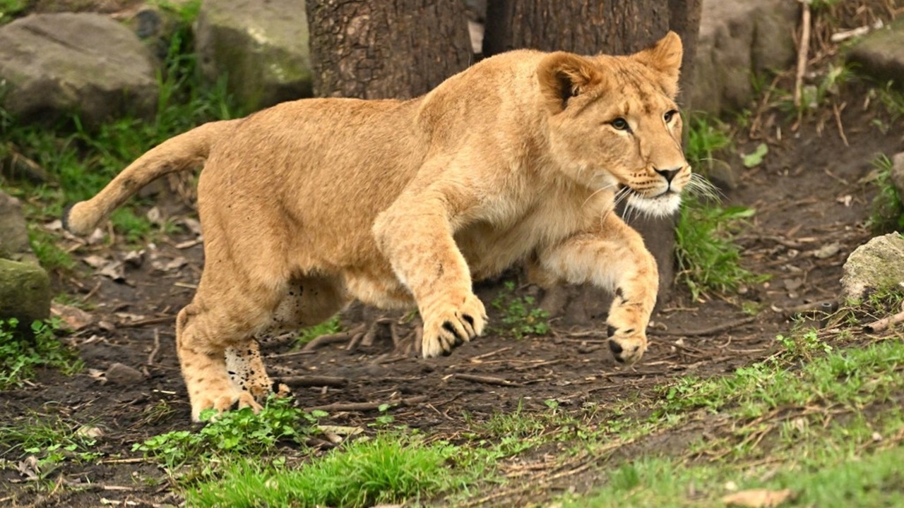 ชายชะตาขาด แอบปีนเข้ากรงสิงโตสวนสัตว์กานา ถูกขย้ำดับอนาถ