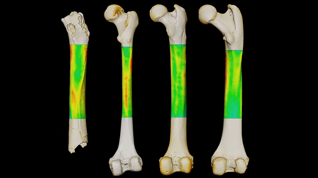 วิเคราะห์ซากแขนขาไขปริศนาว่ามนุษย์หรือลิง