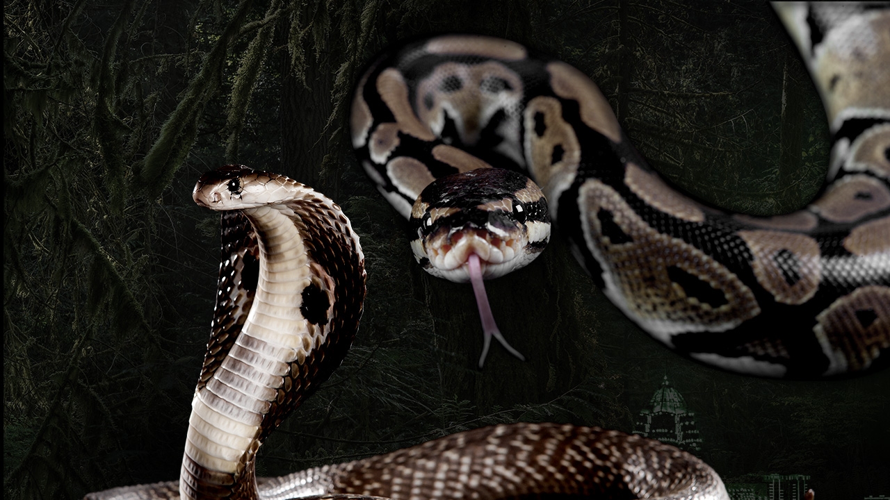 ผวางูบุกบ้าน ยึดกรุงเทพฯ ไอ้เหลือม ครองแชมป์ แพร่พันธุ์เร็วมาก