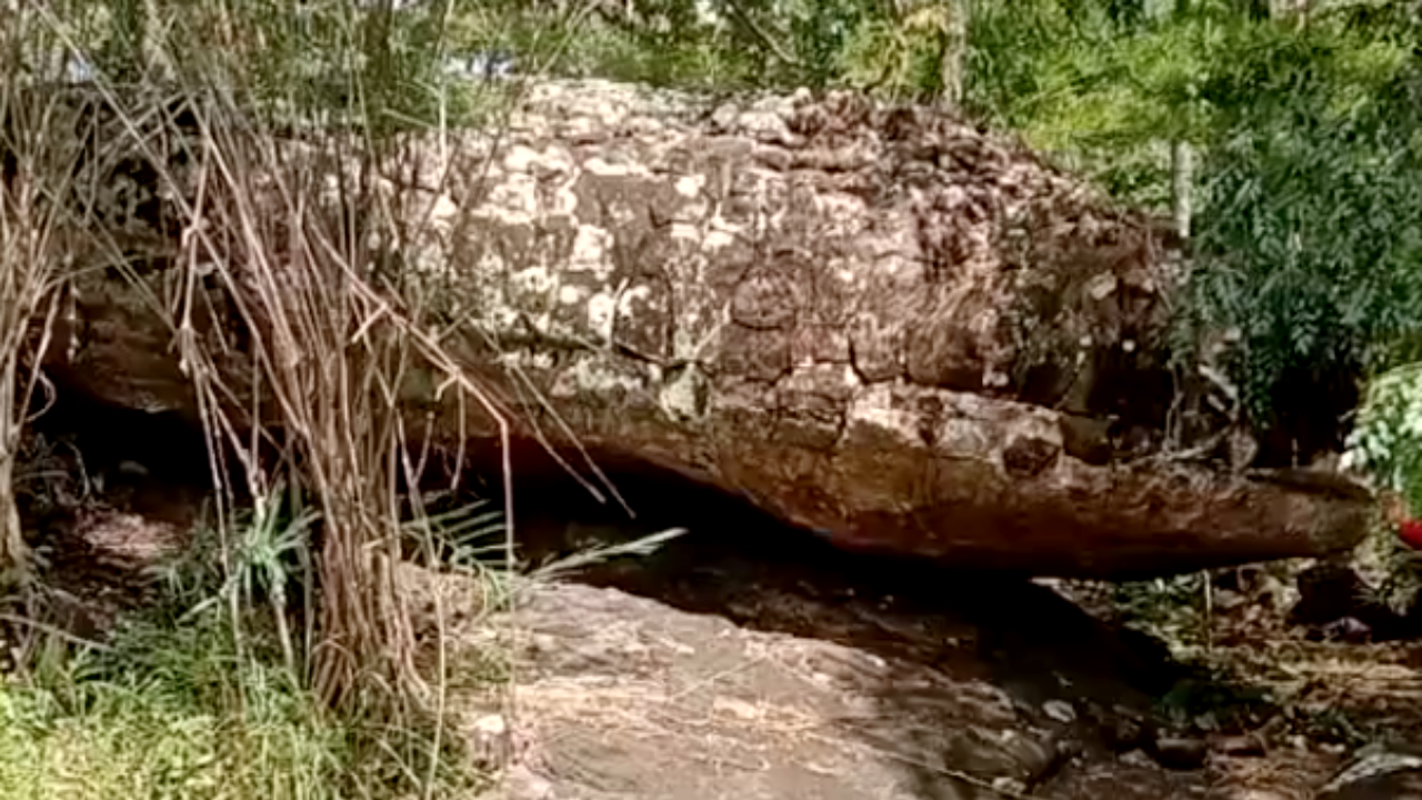 โซเชียลฮือฮา ชาวบ้านเก็บเห็ด บังเอิญเจอหินประหลาดคล้าย "หัวงูยักษ์"