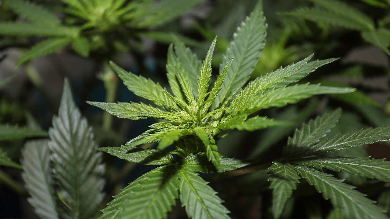 จ่อถก ร่างพ.ร.บ.กัญชา 14 ก.ย.นี้ ครัวเรือนปลูกได้ 15 ต้น โทษคุก 3 ปี ปรับ 3 แสน