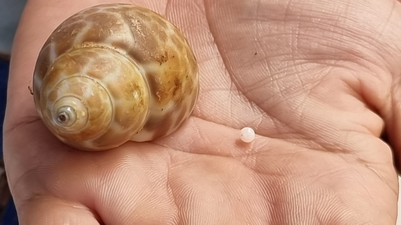 สาวอุดรฯ ซื้อหอยหวานย่างกินวันเกิด เคี้ยวเจอ มุกเมโล 