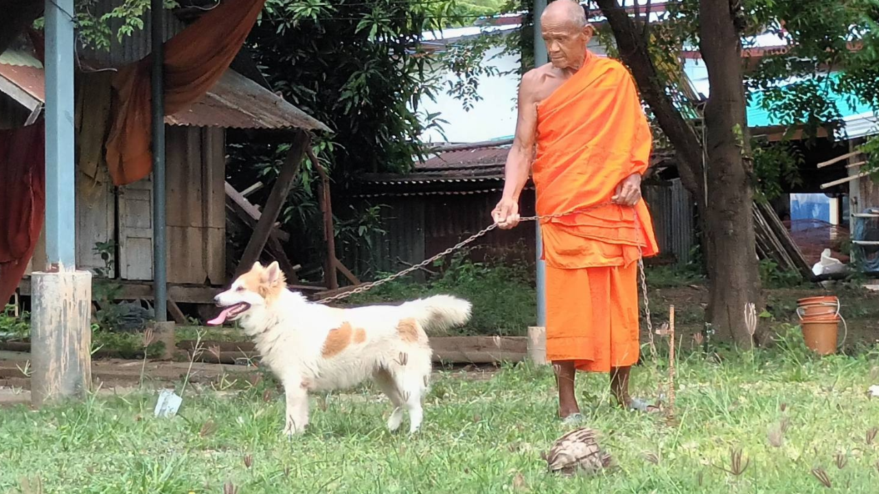 สุนัขบางแก้ว ได้รับการจดทะเบียนเป็นสุนัขโลก ต่อจากพันธุ์ไทยหลังอาน