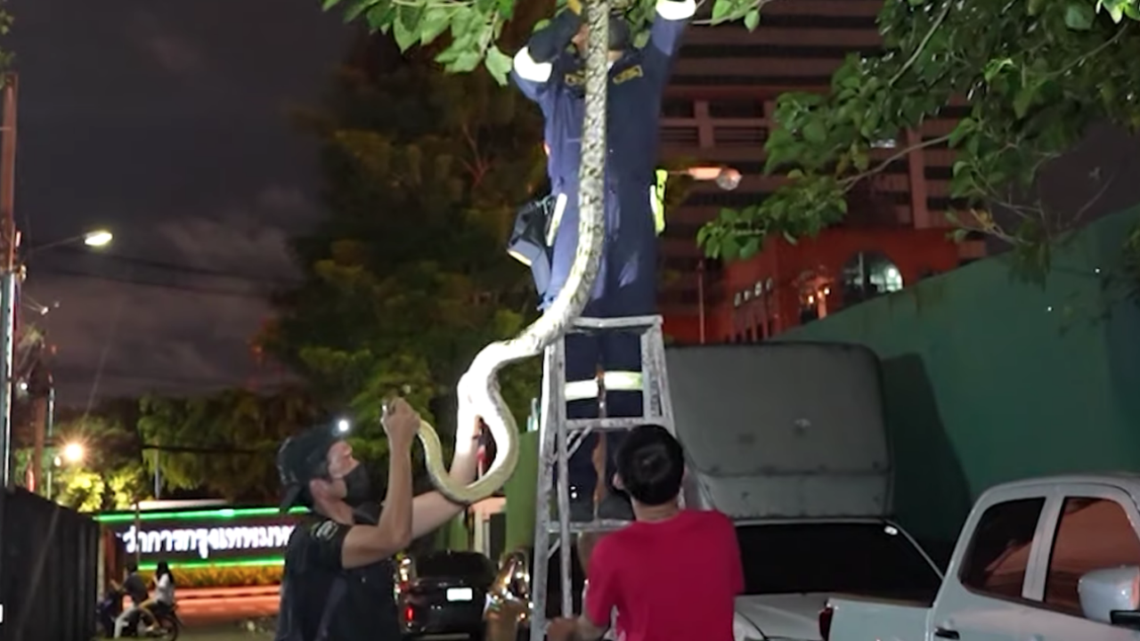 บุกพิสูจน์ "งูยักษ์ดินแดง" ห้อยตัวมหึมาจากต้นไม้ คาดเกิดจากมุมกล้อง