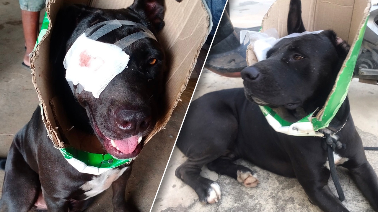 ขี้เมาใจร้ายใช้หนังสติ๊ก ยิงหมาลูกตาหลุด ดิ้นทุรนร้องด้วยความเจ็บปวด