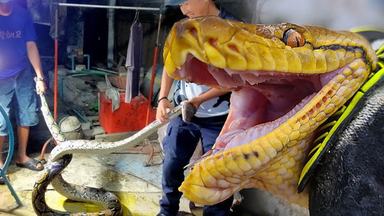 ผวา! งูบุกกรุง แค่ 7 เดือน เจอแล้วกว่า 2 หมื่นครั้ง งูเหลือม-งูเห่า-งูเขียว มากสุด 