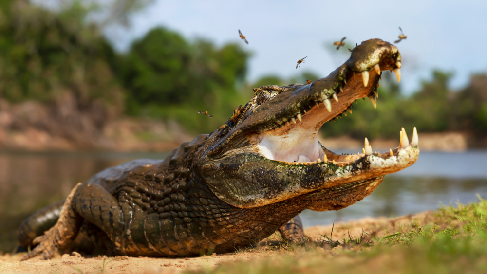 .เปิดคำทำนาย ฝันเห็นจระเข้ตัวใหญ่ ต้องแก้บนจริงหรือ และเลขเด็ดคือ?.