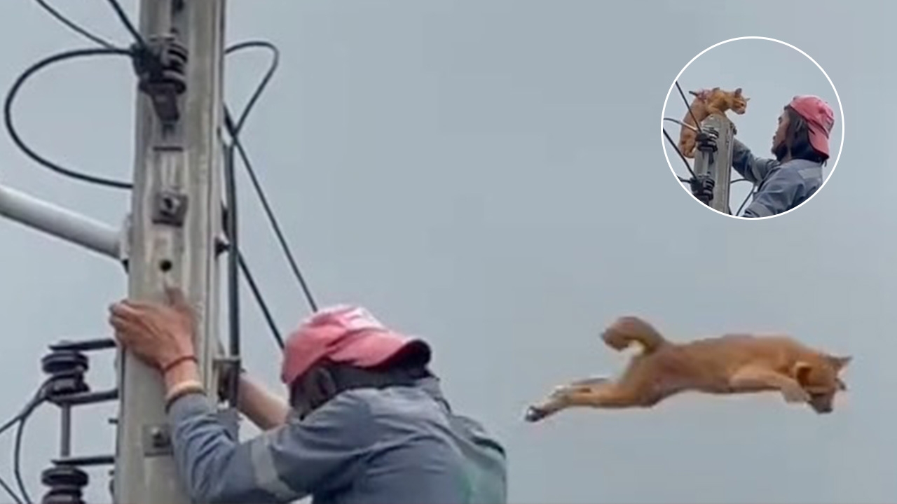 หนุ่มปีนช่วยแมวบนเสาไฟ สุดท้ายเหมือนโดนแกง น้องหนีกลางทาง ไปแบบไม่ร่ำลา