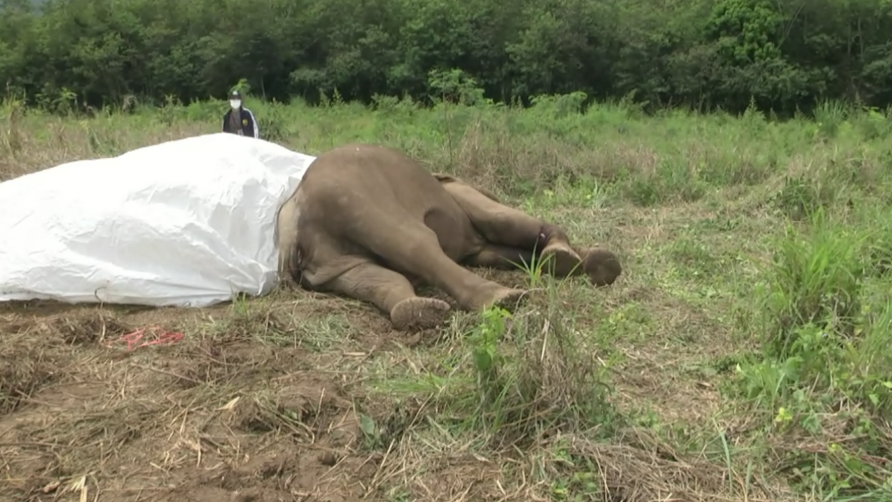 พบพังโอลีฟ ช้างชรา ล้มข้างไร่ข้าวโพด เพื่อนช้างลากศพกลับป่าเขาใหญ่