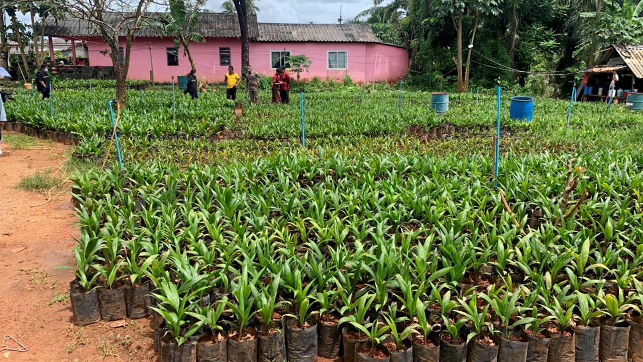 ลุยแหล่งรวบรวมกล้าปาล์มน้ำมัน