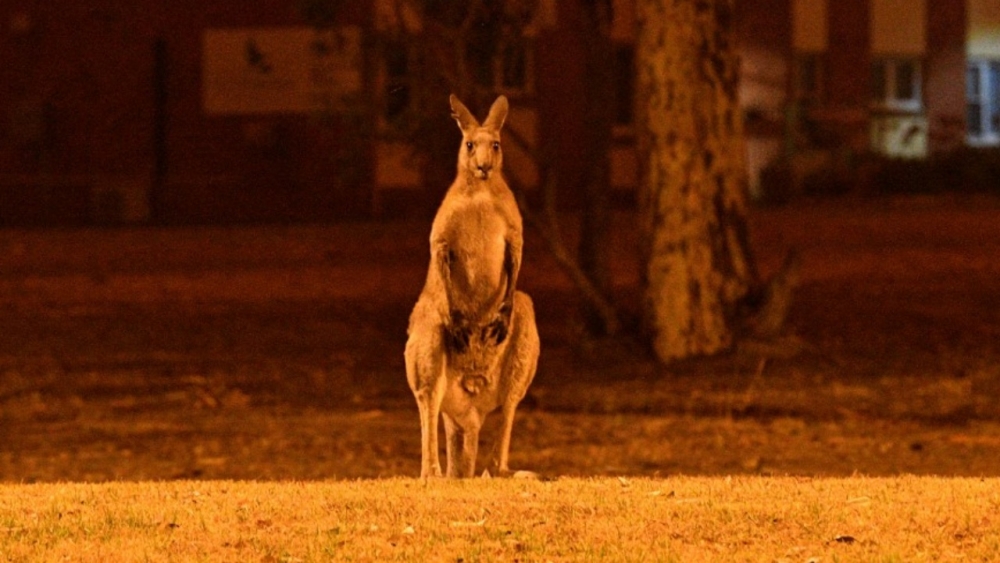 สุดสลด คุณตาชาวออสซี่ถูกจิงโจ้ที่เลี้ยงไว้ทำร้ายจนตาย