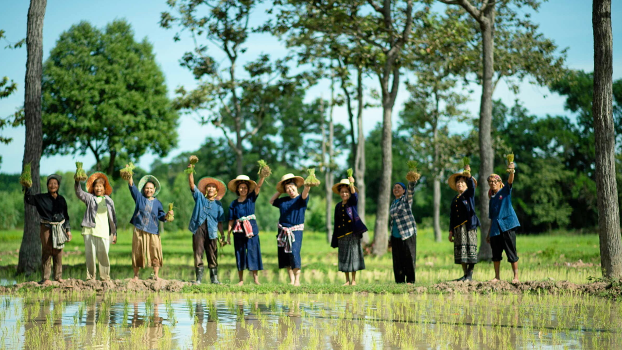 เคาะงบกลาง 1.7 พันล้านบาท ชดเชยเกษตรกรผู้ผลิตข้าวอินทรีย์ 1.3 แสนราย