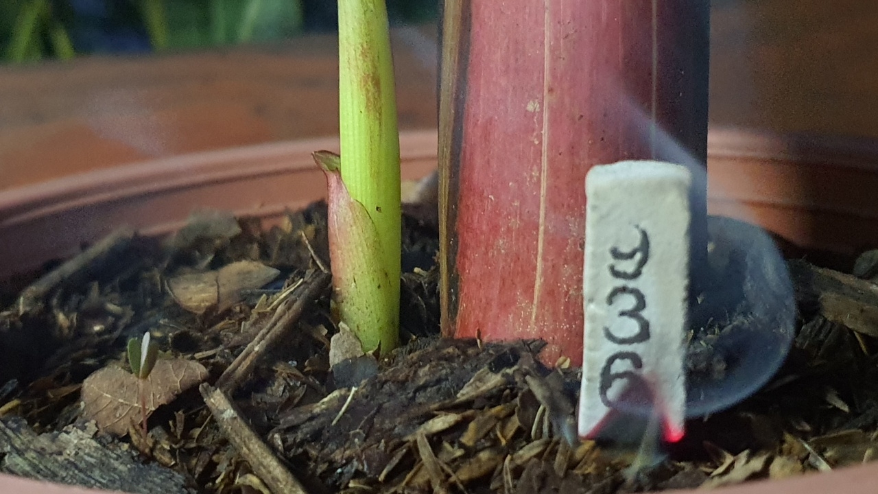 คอหวยพบ "กล้วยแดงอินโด" แทงหน่อกลางต้น แถมได้ "เลขเด็ด" ธูปมงคลคล้ายเลขที่บ้าน