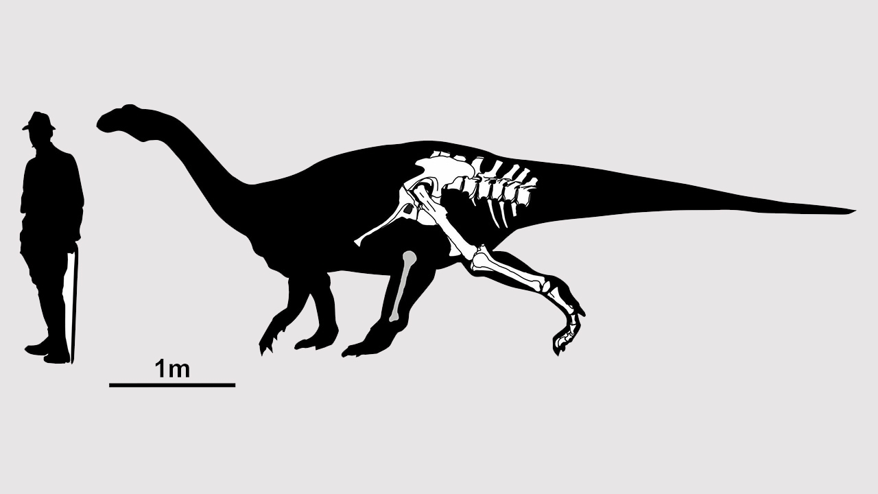 พบฟอสซิลไดโนเสาร์คอยาวชนิดใหม่ค้นพบหลังผ่าน 100 ปี