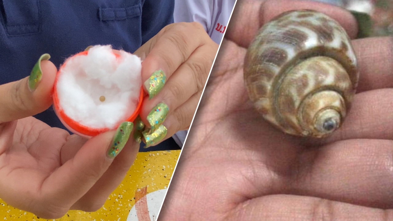 สาวกินหอยหวาน เจอเม็ดกลม-บีบไม่ยุบตัว วอนช่วยพิสูจน์ใช่ "มุกเมโล" หรือไม่