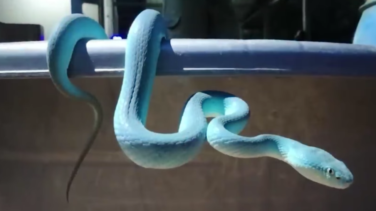 ไขข้อสงสัย "งูสีฟ้า" เตือนมีพิษ หลังชาวบ้านแห่ขอโชค เชื่อเป็นงูเจ้าที่