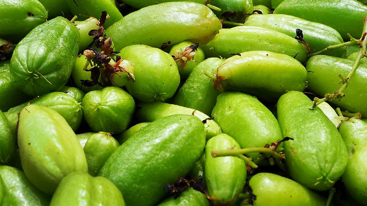 เตือน "รุ่นพี่" อย่ารับน้องด้วยการบังคับกิน "ตะลิงปลิง" ชี้กินเยอะไปอาจถึงตายได้