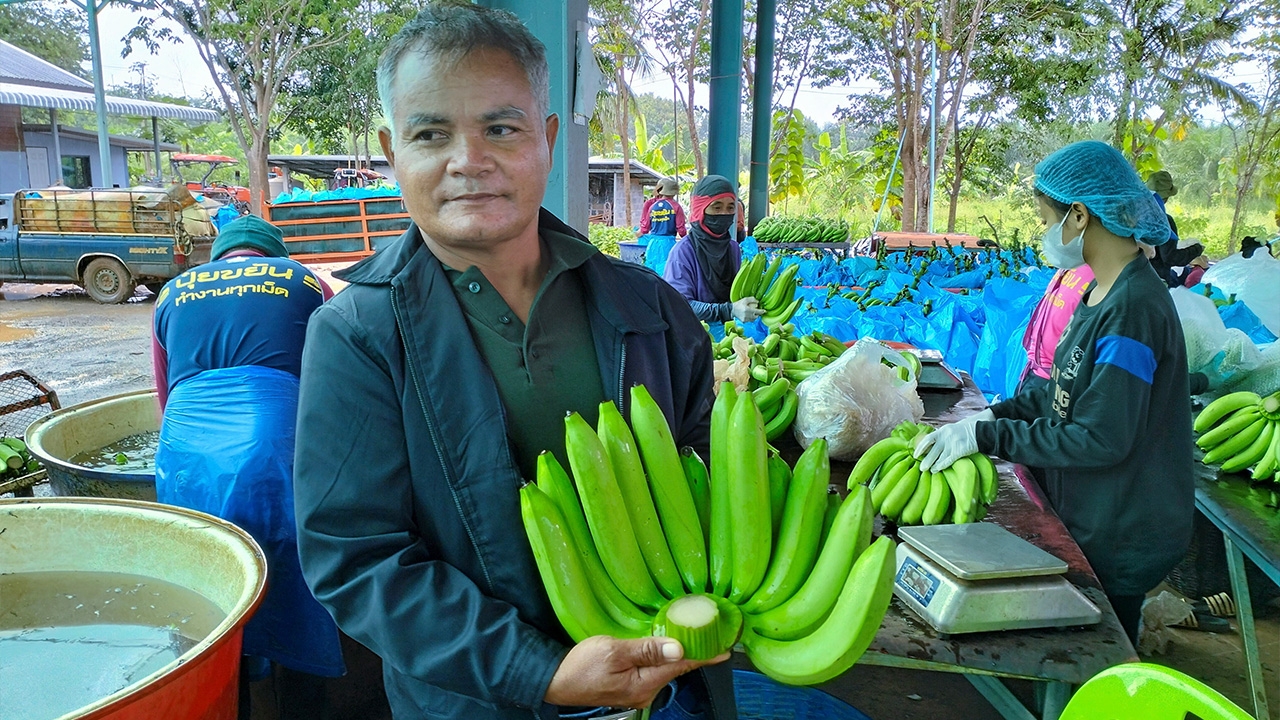 แปลงใหญ่กล้วยหอมทองสุขไพบูลย์ จากวิสาหกิจสู่บริษัททำเงินปีละ 60 ล้านบาท