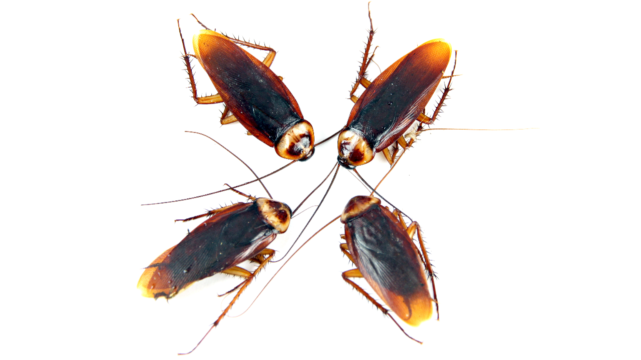 หมอชี้ หนามที่ขา "แมลงสาบ" ร้ายกว่าที่คิด แถมเชื้อโรคเต็มตัว ก่อให้เกิดภูมิแพ้