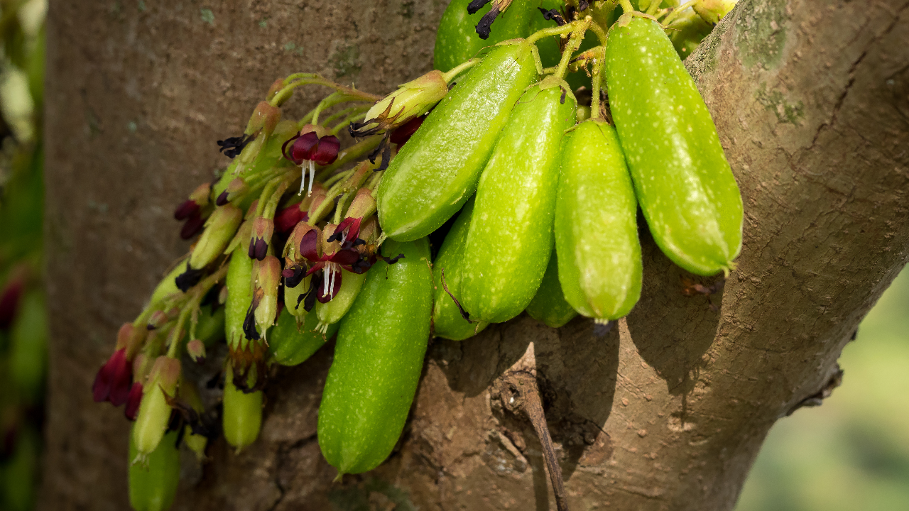 ไขข้อข้องใจ กิน "ตะลิงปลิง" มากเกินไป ทำให้ไตวายจริงหรือ?
