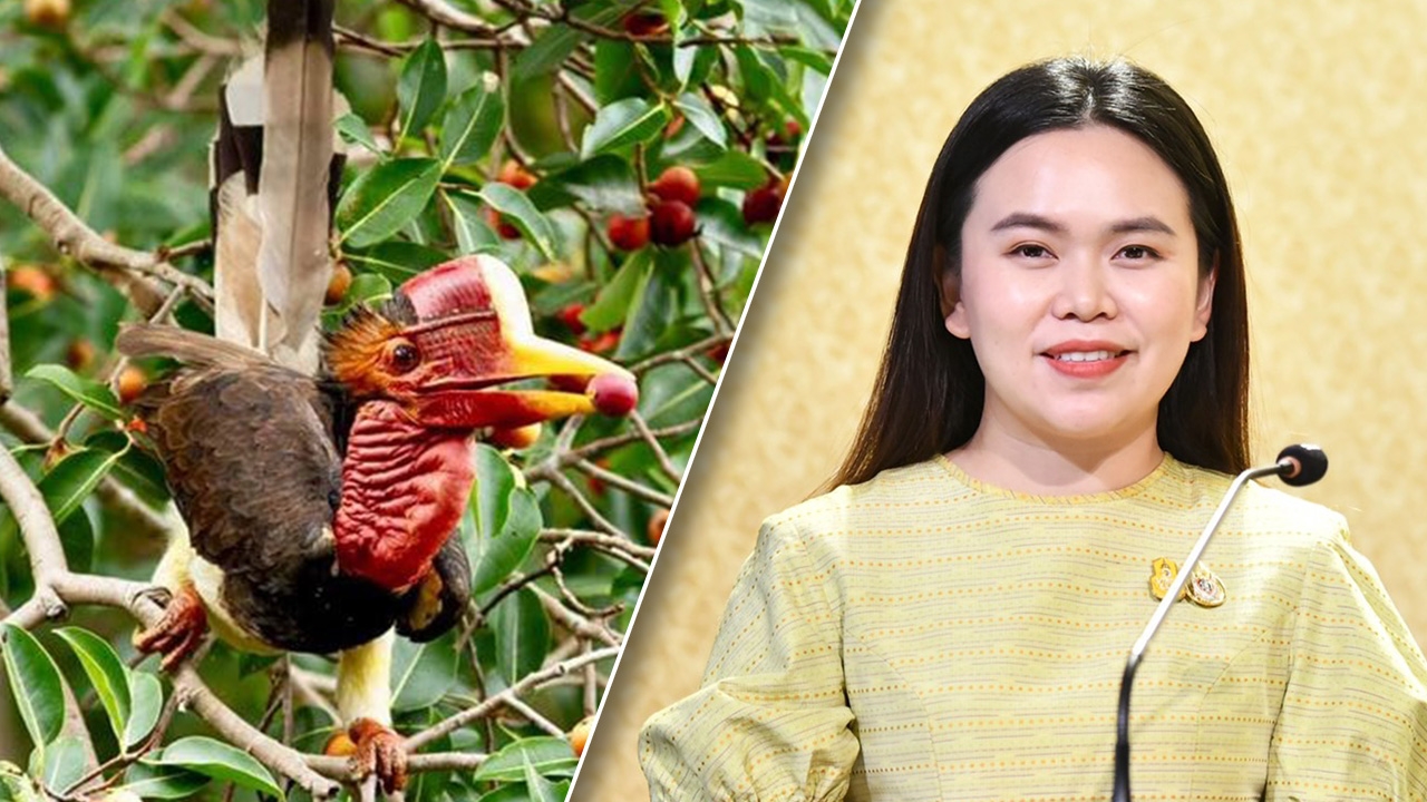 ครม.เคาะให้ “นกชนหิน” เป็นสัตว์ป่าสงวนลำดับที่ 20 หลังเสี่ยงสูญพันธุ์