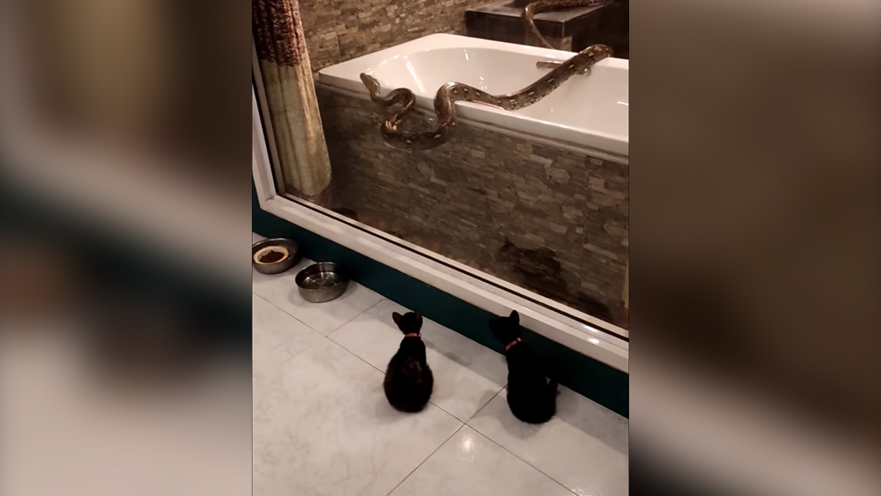 ทาสแมวผวา "งูเหลือม" โผล่ห้องน้ำ แม้ติดตะแกรง-ตาข่ายรอบบ้าน