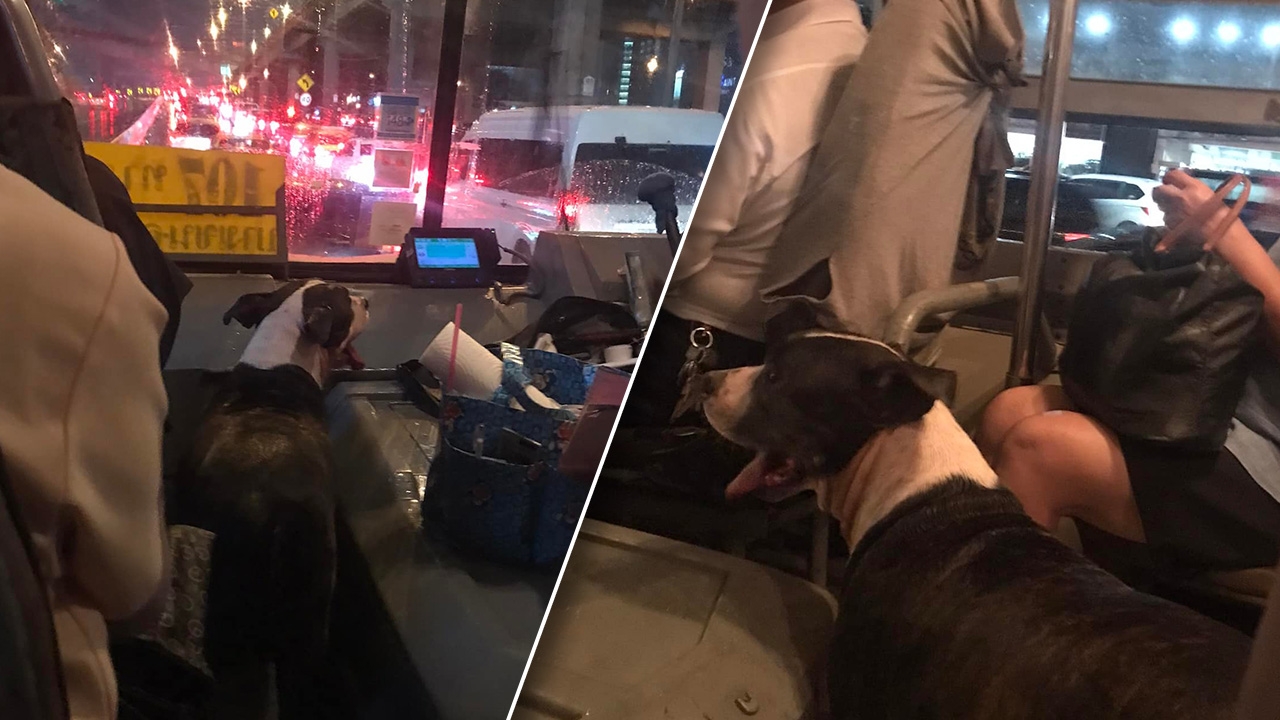 เป็นเอ็นดู เจ้าตูบแสนรู้ กระโดดขึ้นรถเมล์ หลบฝน โซเชียลแห่แชร์จนพบเจ้าของ