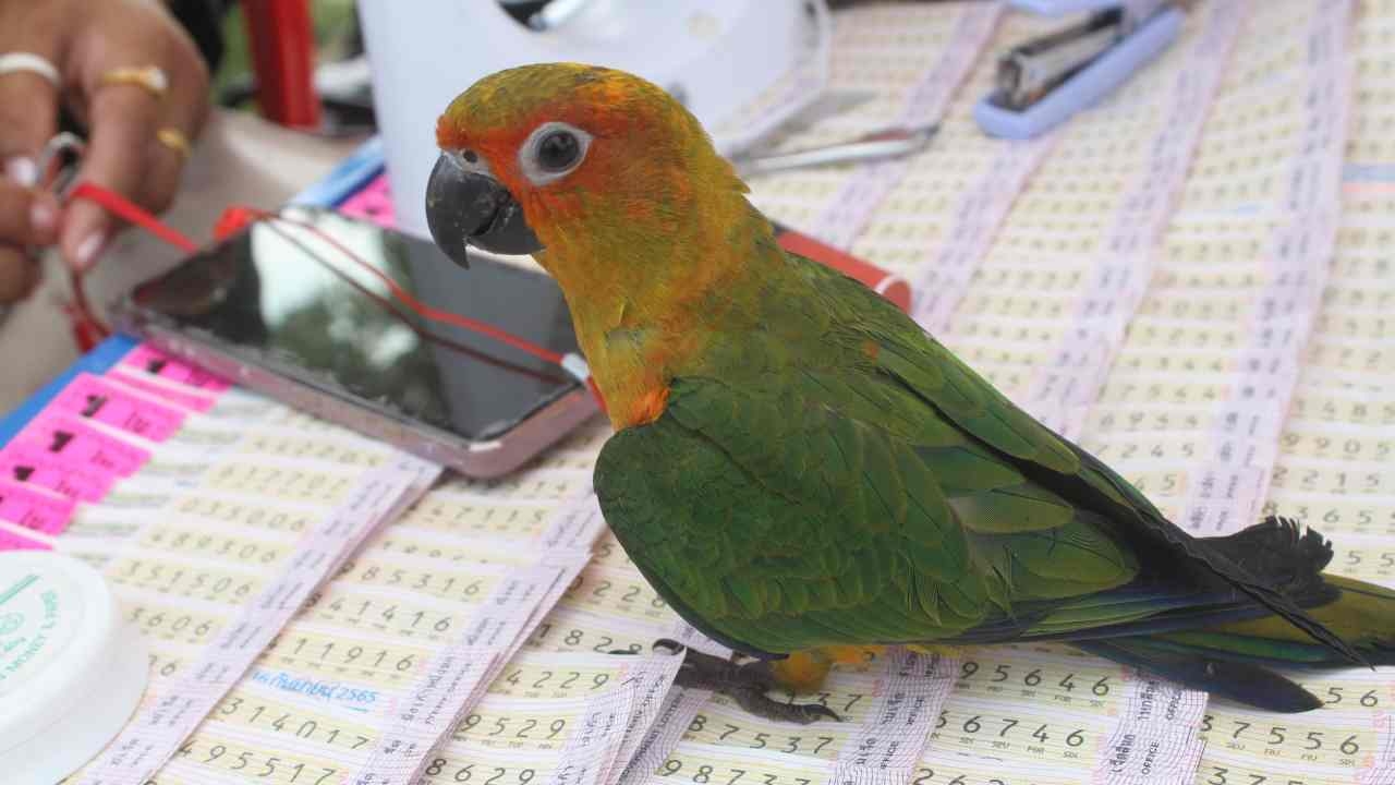 "เจ้ารวย" นกแก้วแสนรู้ ใครถามหา "เลขเด็ด" รีบใช้ปากคาบลอตเตอรี่ให้ มีคนถูกมาแล้ว